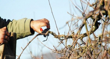 Kdy a jak prořezávat a omlazovat jabloně, diagram tvorby koruny